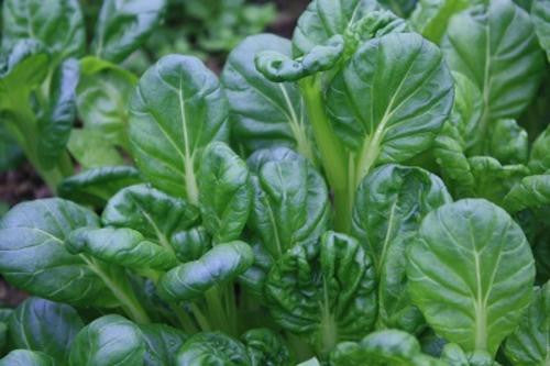 Tat Soi Chinese Cabbage - ORGANIC - Heirloom Vegetable - 100 Seeds