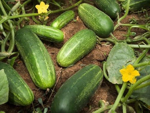 Wisconsin Pickling Cucumber - ORGANIC - Heirloom Vegetable - 10 Seeds