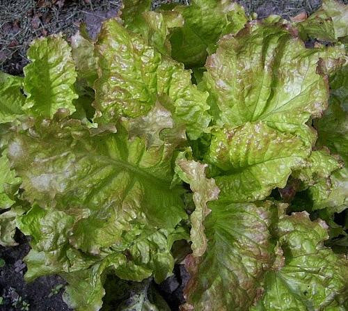 Prizehead Lettuce - ORGANIC - Heirloom Vegetable - 100 Seeds