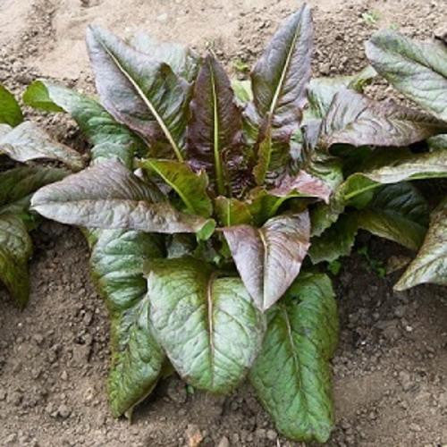 Red Deer Tongue Lettuce - ORGANIC - Heirloom Vegetable - 100 Seeds