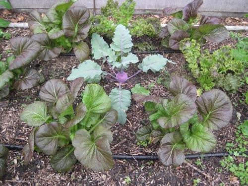 Purplewaves Mustard Greens - ORGANIC - Heirloom Vegetable - 100 Seeds