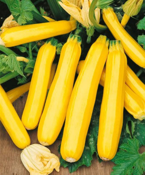 Golden Zucchini - ORGANIC - Heirloom Vegetable - 5 Seeds