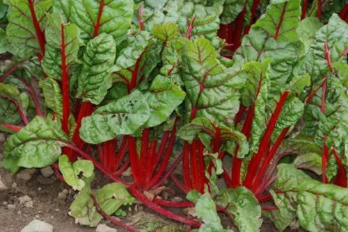 Ruby Red Swiss Chard - ORGANIC - Heirloom Vegetable - 25 Seeds