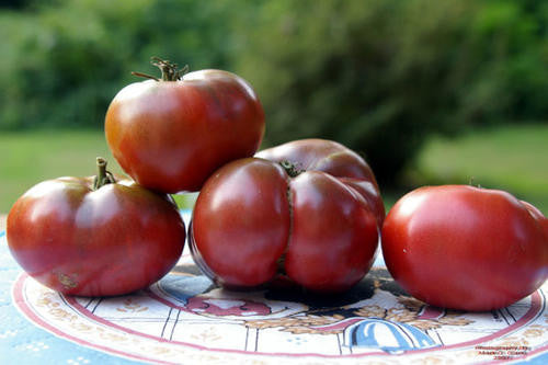 Cherokee Purple Tomato - ORGANIC - Heirloom Vegetable - 10 Seeds