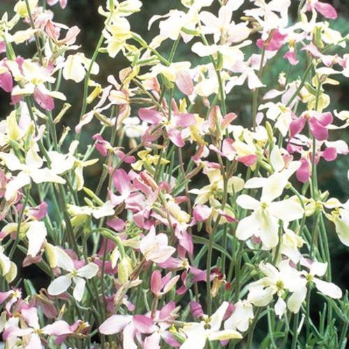 Evening Scented Stocks - Matthiola bicornis - Annual Flower - 250 Seeds