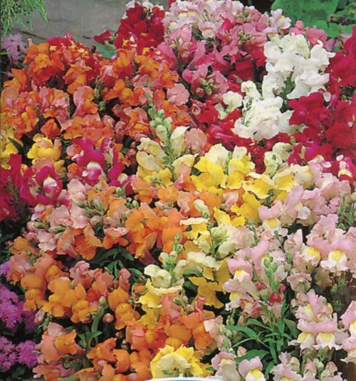 Antirrhinum Tom Thumb Mix - Antirrhinum majus pumilum - Annual Flower - 1000 Seeds