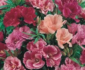 Godetia Azalea Flowered - Godetia azaleaflora - Annual Flower - 250 Seeds