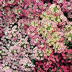 Alyssum Easter Bonnet Pastel Mix - Lobularia maritima - Annual Flower - 200 Seeds