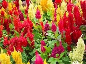 Celosia Pampas Plume Mix - Celosia plumosa - Annual Flower - 200 Seeds