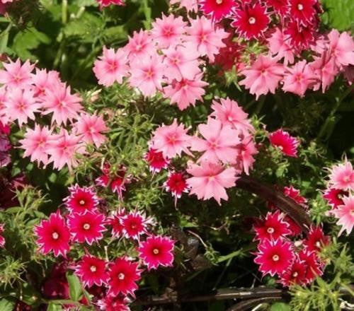 Phlox Twinkle Mix - Phlox drummondii - Annual Flower - 50 Seeds