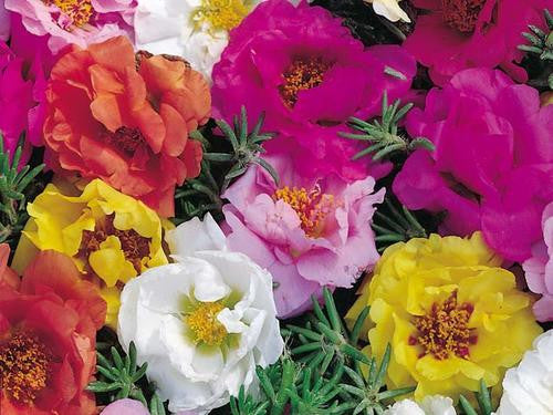 Portulaca Double Flower Mix - Portulaca grandiflora - Annual Flower - 500 Seeds