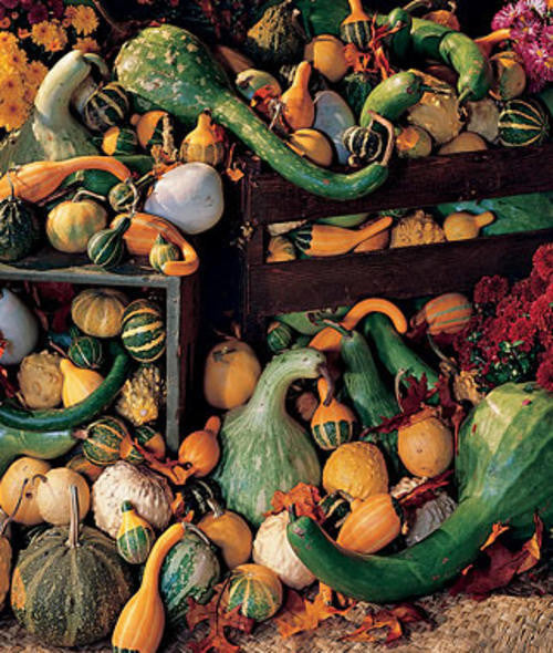 Large Gourds - Ornamental Vegetable - Ornamental Vegetable - 5 Seeds