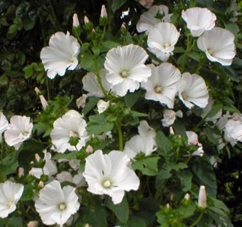 Lavatera Mont Blanc - Lavatera trimestris - Annual Flower - 100 Seeds