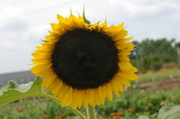 Carmel Sunflower - Helianthus annuus - Annual Flower - 20 Seeds