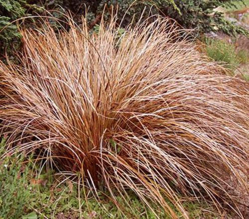Bronze Curls Grass - Carex ssp - Ornamental Grass - 10 Seeds