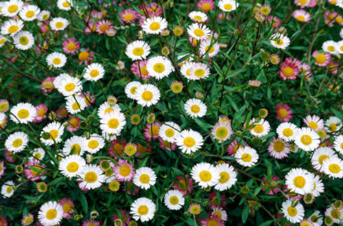 Erigeron Profusion - Erigeron karvinskianus - Annual Flower - 25 Seeds