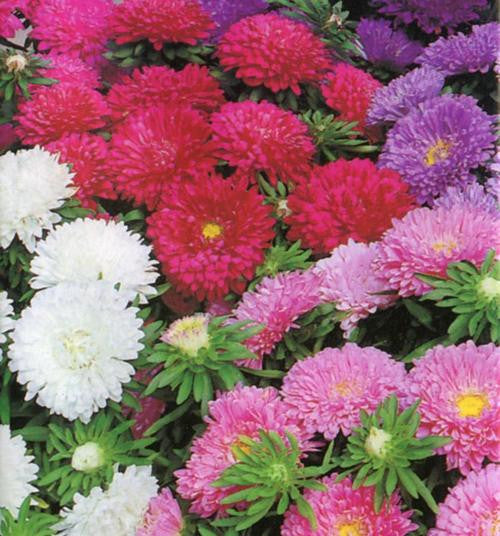 Aster Colour Carpet - Aster chinensis - Annual Flower - 100 Seeds