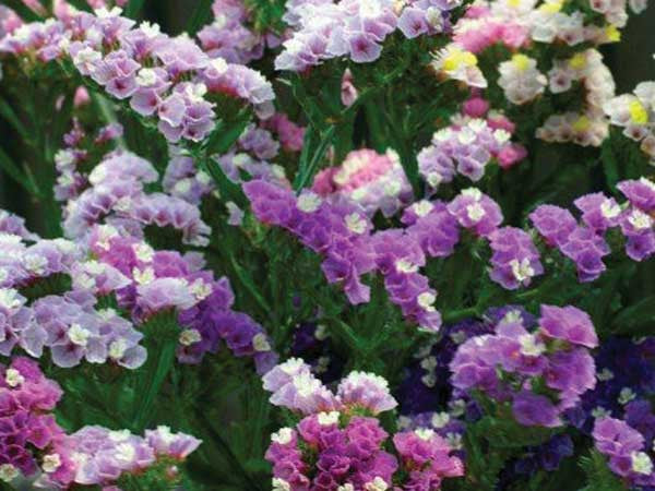 Statice Pastel Mix - Limonium sinuatum - Annual Flower - 20 Seeds