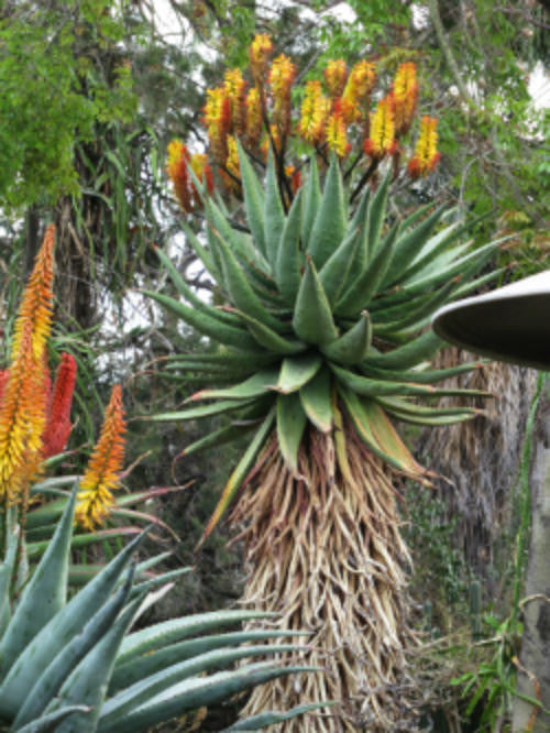 Aloe spectabilis - Indigenous South African Succulent - 10 Seeds