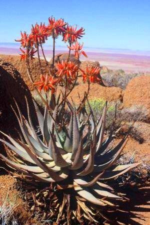 Aloe hereroensis - Indigenous South African Succulent - 10 Seeds