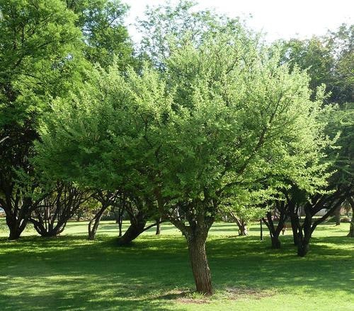 Vachellia / Acacia hebeclada - Indigenous South African Tree - 10 Seeds