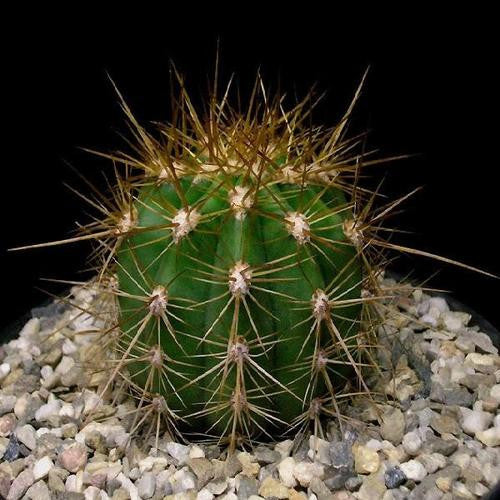 Trichocereus / Echinopsis candicans - Exotic Cacti - 10 Seeds