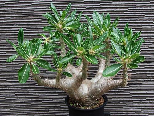 Pachypodium cactipes - Madagascan Palm - Rare African Succulent - 5 Seeds