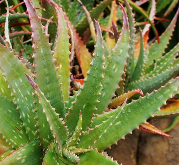 Aloe mudenensis - Indigenous South African Succulent - 10 Seeds