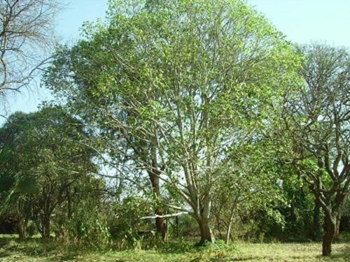 Ficus vallis-choudae - Indigenous South African Tree - 10 Seeds
