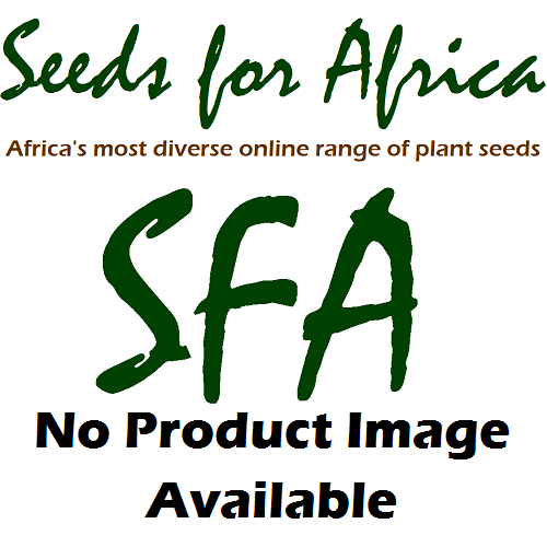 Pelargonium myriffolium v corandrifolium - Indigenous South African Shrub - 5 Seeds