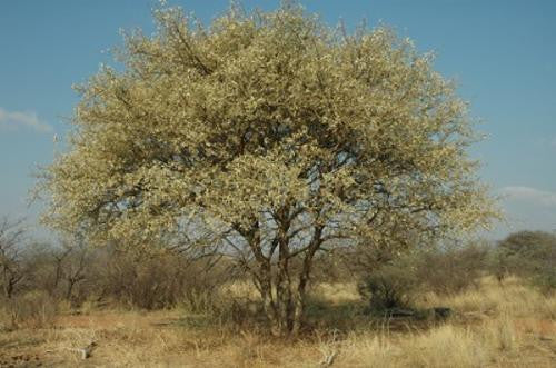 Senegalia / Acacia erubescens - Indigenous South African Tree - 10 Seeds