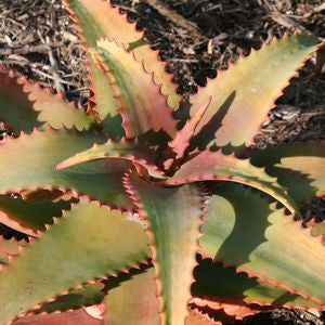 Aloe elgonica - Indigenous South African Succulent - 10 Seeds