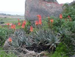 Aloe framesii - Indigenous South African Succulent - 10 Seeds