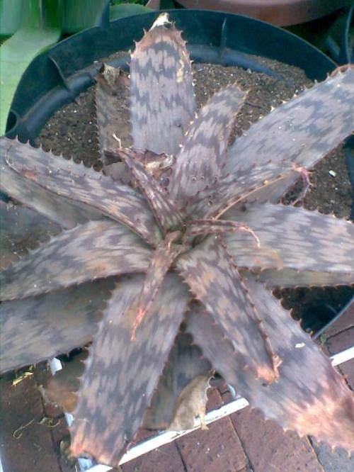 Aloe lettyae - Indigenous South African Succulent - 10 Seeds