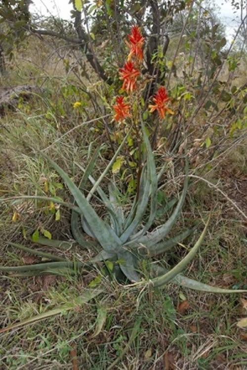 Aloe pienaarii - Indigenous South African Succulent - 10 Seeds