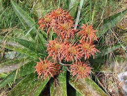 Aloe swynnertonii - Indigenous South African Succulent - 10 Seeds