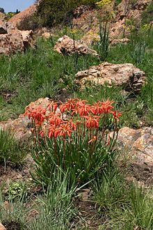 Aloe verecunda - Indigenous South African Succulent - 10 Seeds