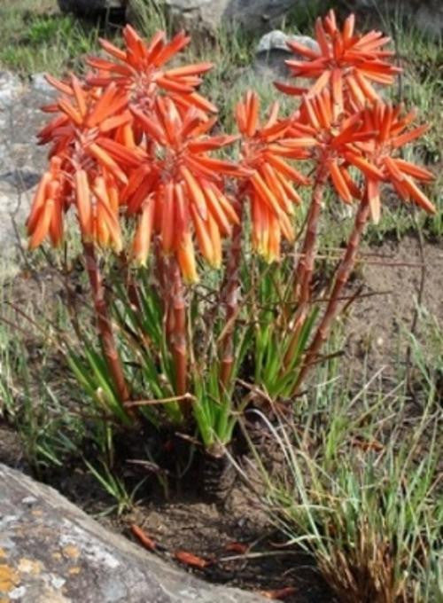 Aloe chortolirioides - Indigenous South African Succulent - 10 Seeds