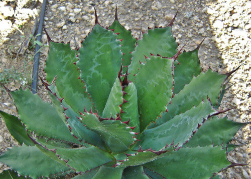 Agave cupreata - exotic succulent - 5 seeds