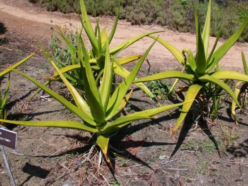 Aloe rivierei - rare Yemeni succulent - 5 seeds