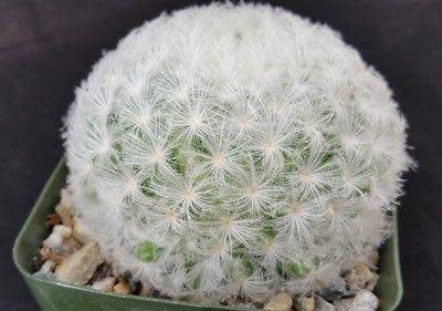 Mammilaria plumosa - exotic succulent / cacti - 5 seeds