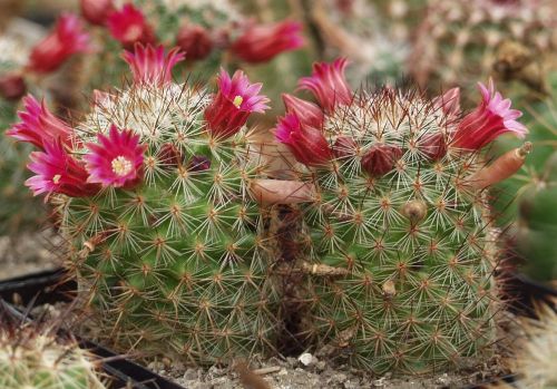 Mammilaria duoformis - exotic succulent / cacti - 10 seeds