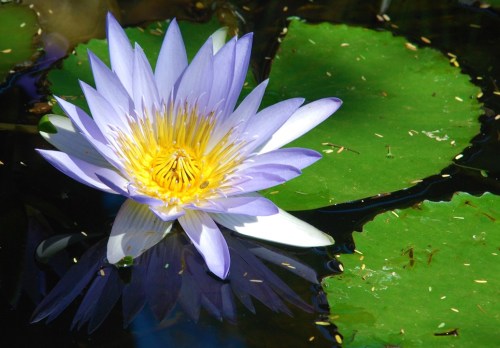 Nymphaea nouchali - indigenous water lily - 5 seeds
