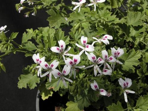 Pelargonium ribifolium - indigenous shrub - 5 seeds