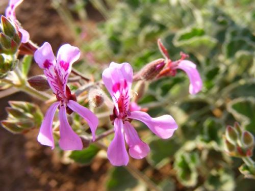 Pelargonium reniforme - indigenous shrub - 5 seeds