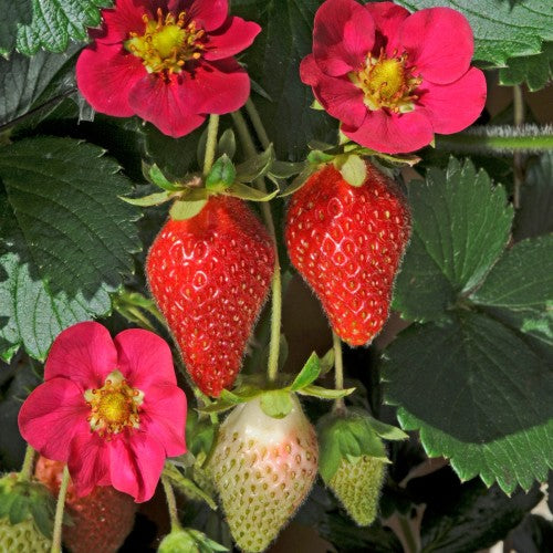Strawberry Toscana F1 Hybrid - fruit / berry - 5 seeds
