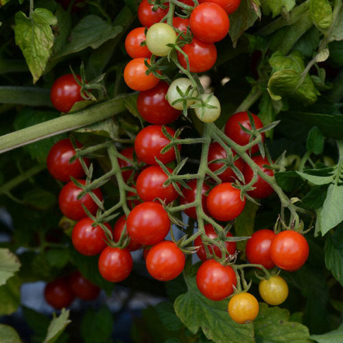 Tomato Candyland Red - Lycopersicon esculentum - container tomato - vegetable - 5 seeds