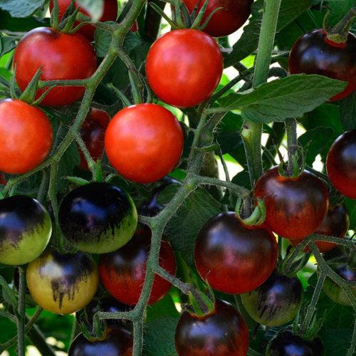 Tomato Midnight Snack - Lycopersicon esculentum - container tomato - vegetable - 5 seeds