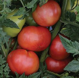Tomato Tidy Rose - Lycopersicon esculentum - container tomato - vegetable - 5 seeds