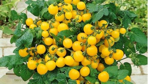 Tomato Patio Choice Yellow - Lycopersicon esculentum - container tomato - vegetable - 5 seeds